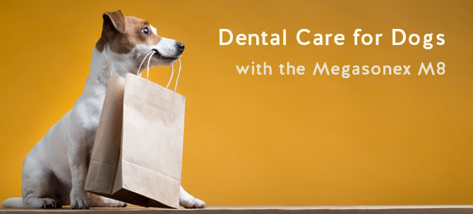 smilestore-hometeaser-dogs